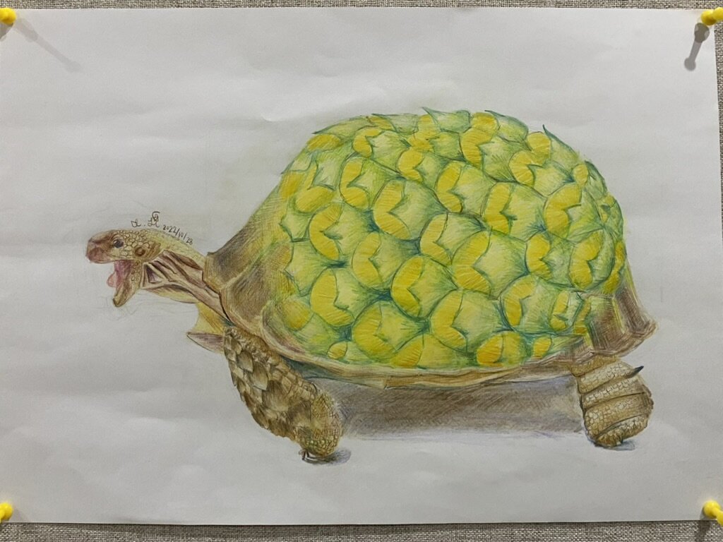 Drawing of a tortoise.
